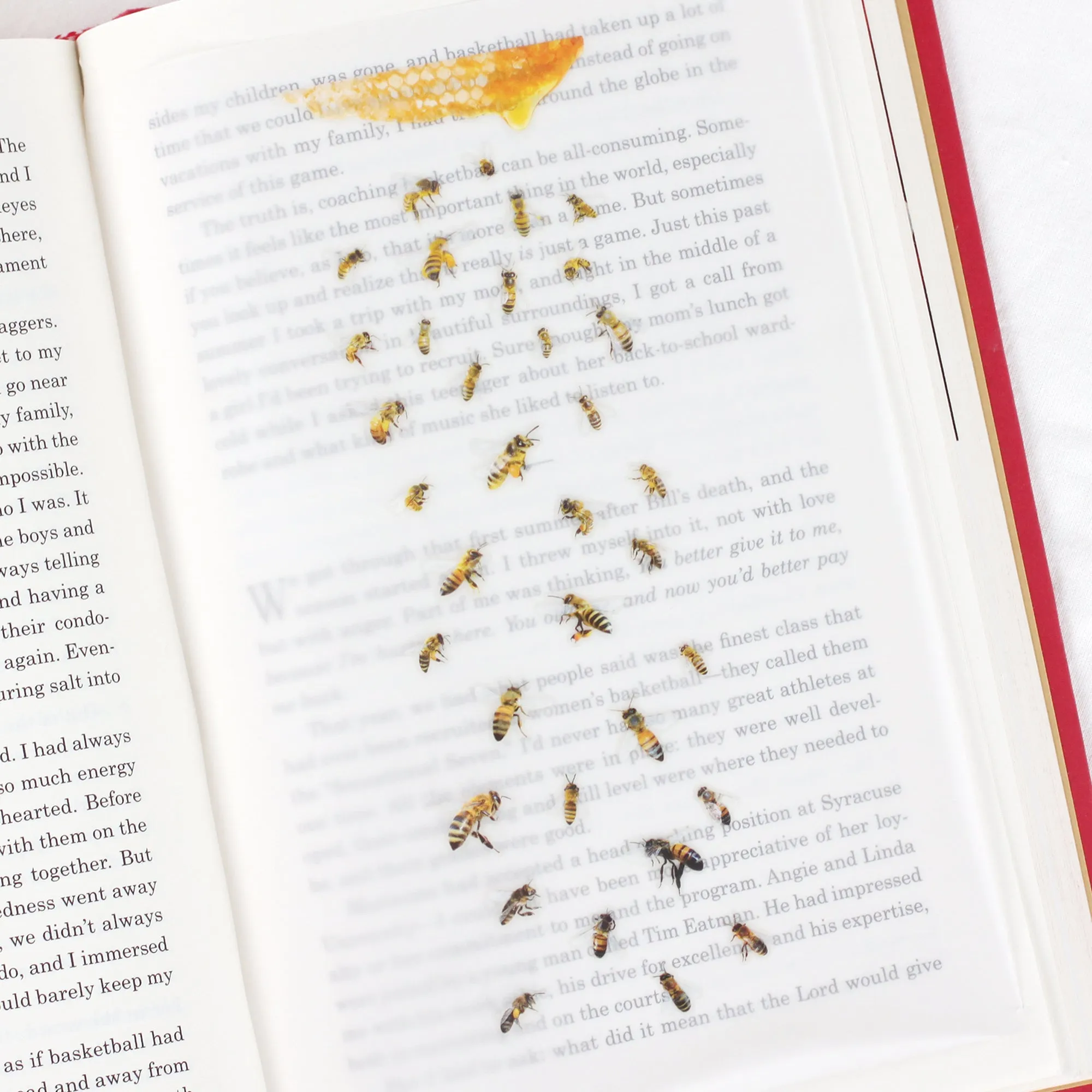 Appree Nature Sticker Honey Bee