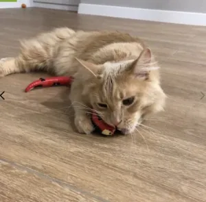 Dotmalls Smart Snake Toy
