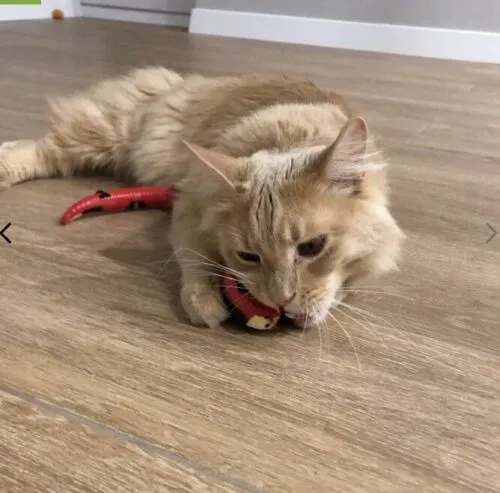 Dotmalls Smart Snake Toy