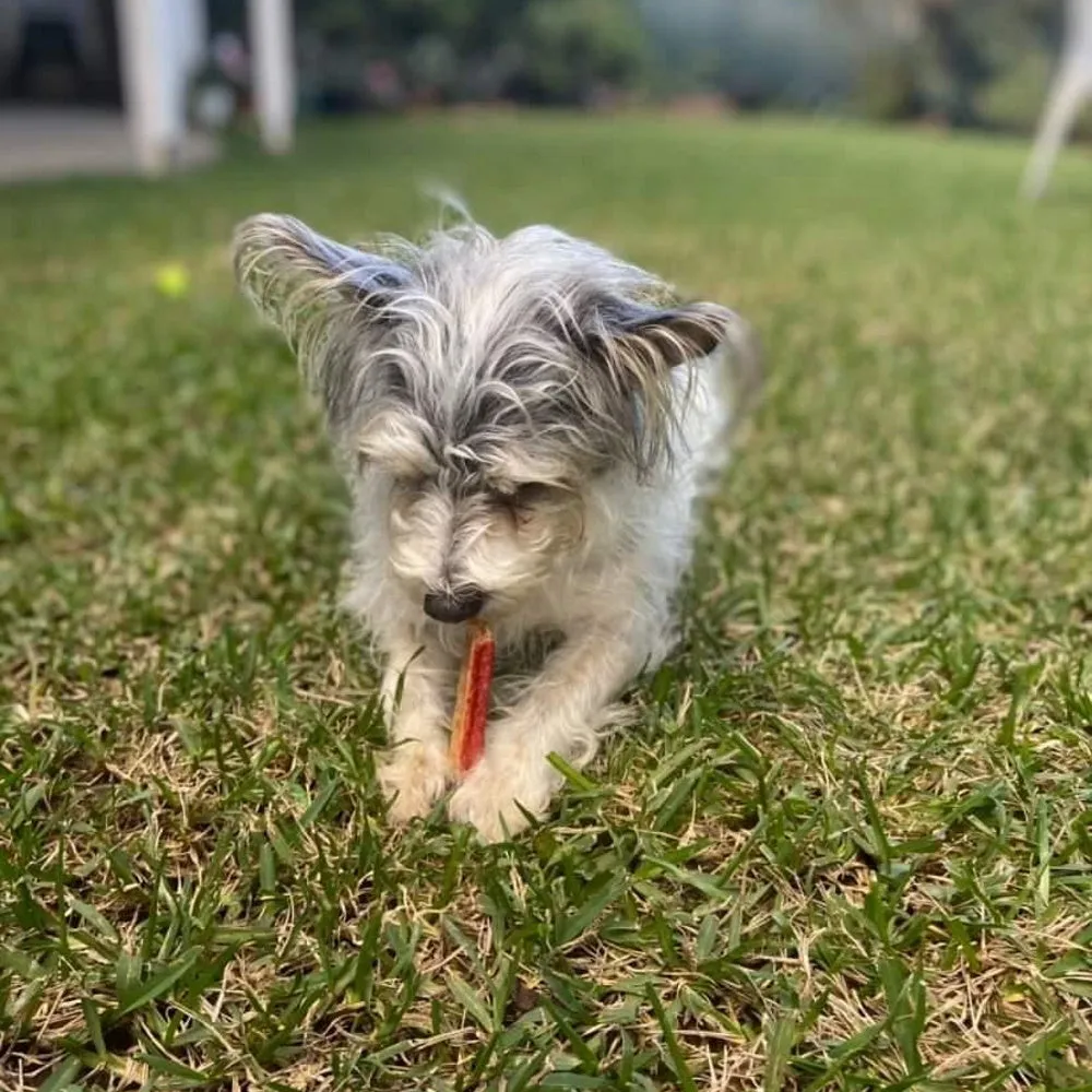 L'Barkery Fish n Prawn Sticks